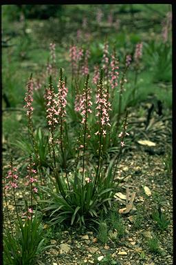 APII jpeg image of Stylidium graminifolium  © contact APII