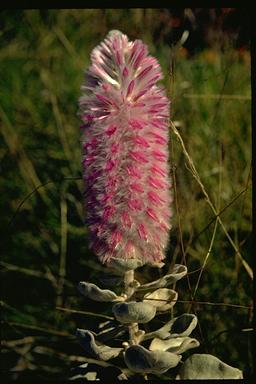 APII jpeg image of Ptilotus rotundifolius  © contact APII