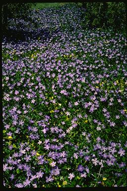 APII jpeg image of Vinca major  © contact APII