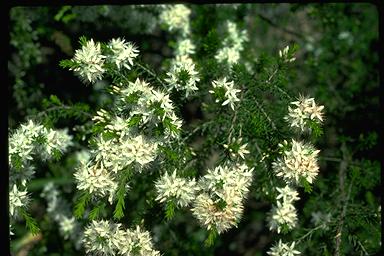 APII jpeg image of Calytrix tetragona  © contact APII