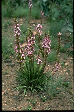 APII jpeg image of Stylidium graminifolium  © contact APII