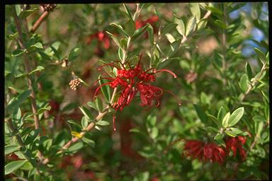 APII jpeg image of Grevillea speciosa  © contact APII