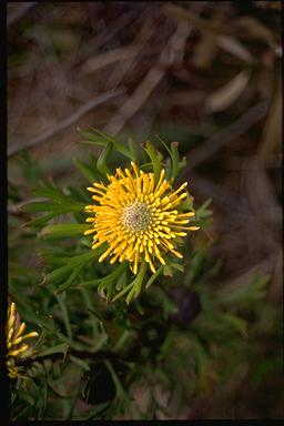 APII jpeg image of Isopogon anemonifolius  © contact APII