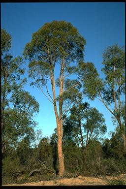 APII jpeg image of Eucalyptus apothalassica  © contact APII