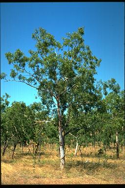 APII jpeg image of Corymbia dichromophloia  © contact APII