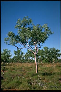 APII jpeg image of Eucalyptus brevifolia  © contact APII