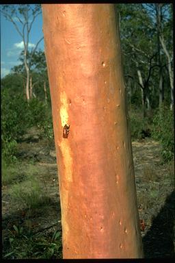 APII jpeg image of Corymbia citriodora  © contact APII