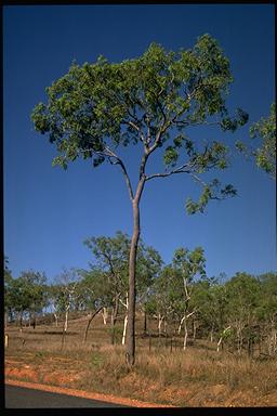 APII jpeg image of Corymbia clarksoniana  © contact APII