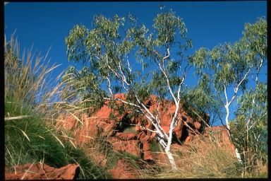 APII jpeg image of Eucalyptus cupularis  © contact APII