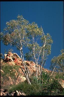 APII jpeg image of Eucalyptus gillenii  © contact APII