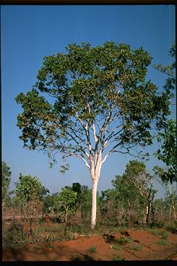 APII jpeg image of Corymbia grandifolia  © contact APII