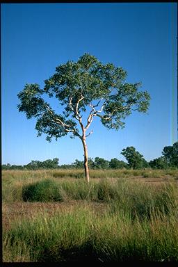 APII jpeg image of Corymbia greeniana  © contact APII