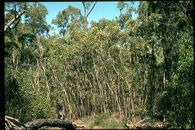 APII jpeg image of Eucalyptus infera  © contact APII