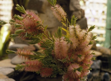 APII jpeg image of Callistemon 'Benalla Beauty'  © contact APII