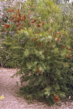 APII jpeg image of Callistemon 'Shannon'  © contact APII