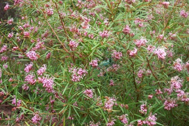 APII jpeg image of Grevillea 'Honey Jo'  © contact APII