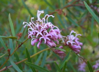 APII jpeg image of Grevillea 'Honey Jo'  © contact APII