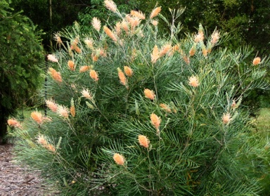 APII jpeg image of Grevillea 'Amber Passion'  © contact APII