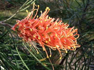 APII jpeg image of Grevillea 'Amber Passion'  © contact APII