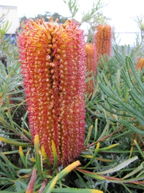 APII jpeg image of Banksia spinulosa 'Honey Pots'  © contact APII