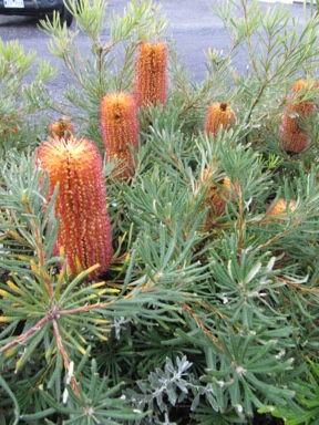 APII jpeg image of Banksia spinulosa 'Honey Pots'  © contact APII