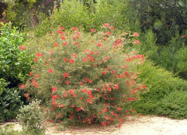 APII jpeg image of Grevillea 'Tirari Blaze'  © contact APII