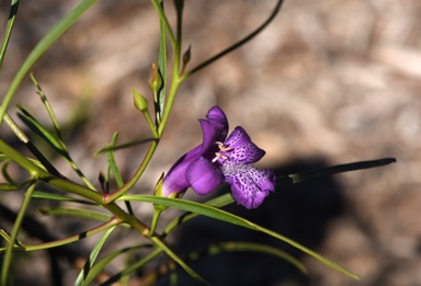 APII jpeg image of Eremophila bignoniiflora 'Meringur Midnight'  © contact APII