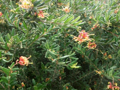 APII jpeg image of Grevillea 'Spider Mist'  © contact APII