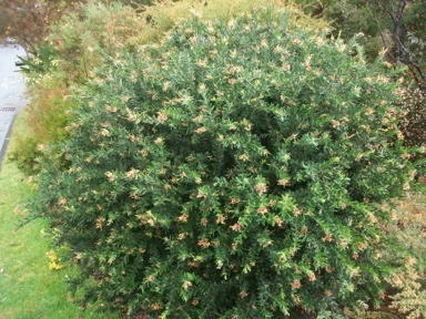 APII jpeg image of Grevillea 'Spider Mist'  © contact APII