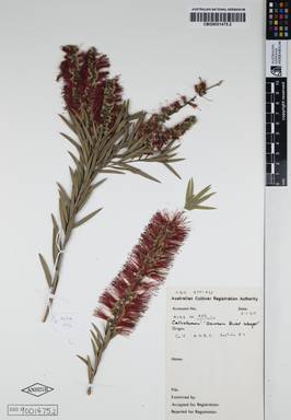 APII jpeg image of Callistemon viminalis 'Dawson River Weeper'  © contact APII