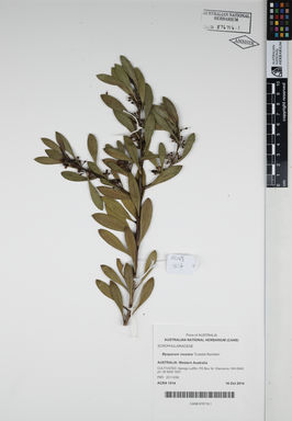 APII jpeg image of Myoporum insulare 'Coastal Rambler'  © contact APII