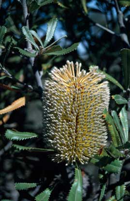 APII jpeg image of Banksia ornata  © contact APII