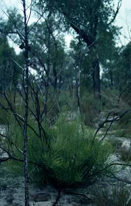 APII jpeg image of Hakea rostrata  © contact APII