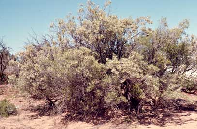 APII jpeg image of Eremophila sturtii  © contact APII