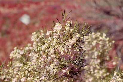 APII jpeg image of Eremophila sturtii  © contact APII