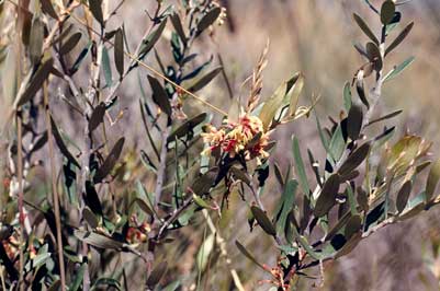 APII jpeg image of Grevillea aspera  © contact APII