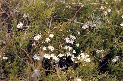 APII jpeg image of Prostanthera spinosa  © contact APII