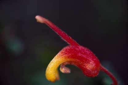 APII jpeg image of Grevillea alpina  © contact APII