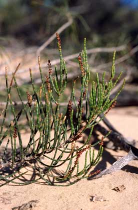 APII jpeg image of Allocasuarina  © contact APII