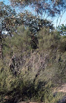 APII jpeg image of Allocasuarina  © contact APII