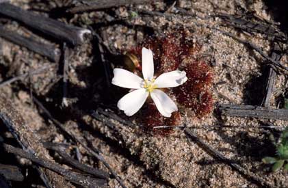 APII jpeg image of Drosera whittakeri subsp. aberrans  © contact APII