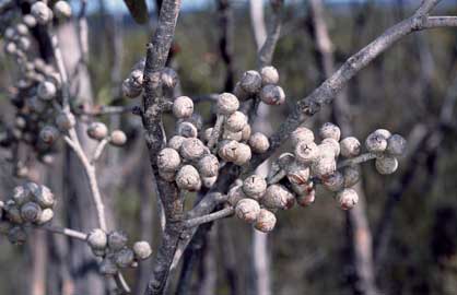 APII jpeg image of Eucalyptus arenacea  © contact APII