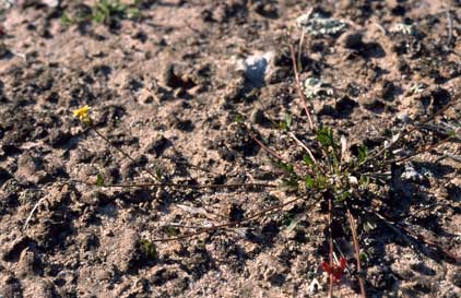 APII jpeg image of Goodenia pusilliflora  © contact APII