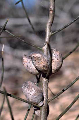 APII jpeg image of Hakea mitchellii  © contact APII