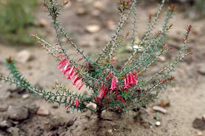 APII jpeg image of Epacris impressa  © contact APII