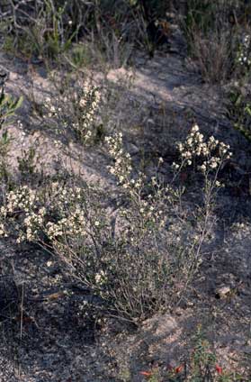 APII jpeg image of Spyridium subochreatum var. subochreatum  © contact APII