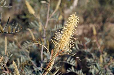 APII jpeg image of Grevillea sessilis  © contact APII