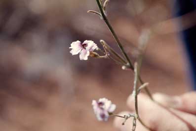 APII jpeg image of Goodenia vilmoriniae  © contact APII