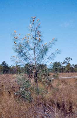 APII jpeg image of Grevillea pteridifolia  © contact APII