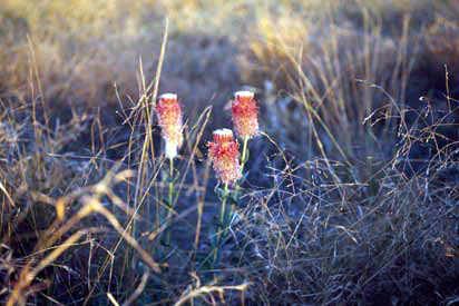 APII jpeg image of Pimelea decora  © contact APII